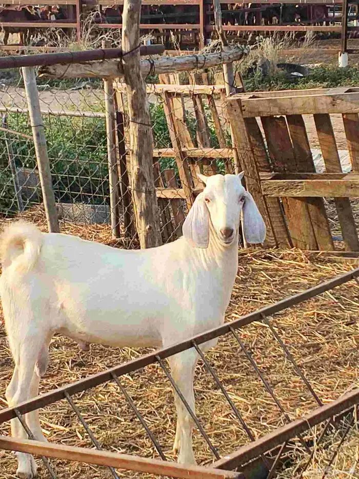 أعراض لكم تيوس بلدي رقم واحد 1