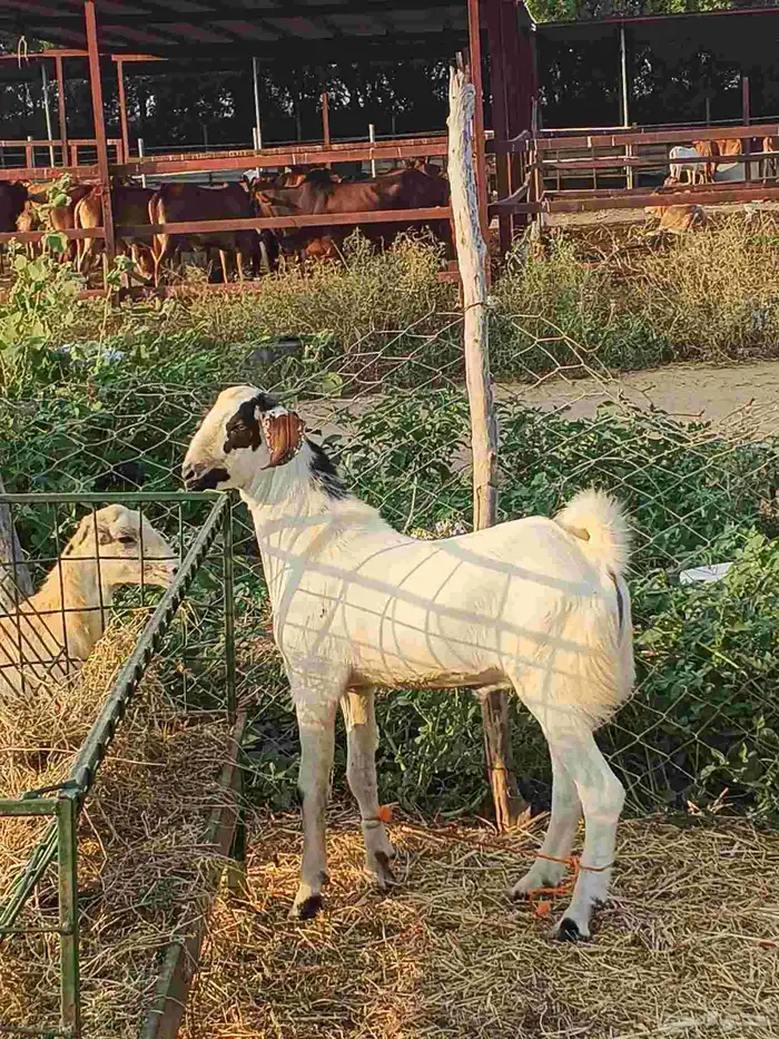 أعراض لكم تيوس بلدي رقم واحد 9