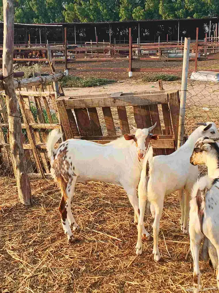 أعراض لكم تيوس بلدي رقم واحد 3