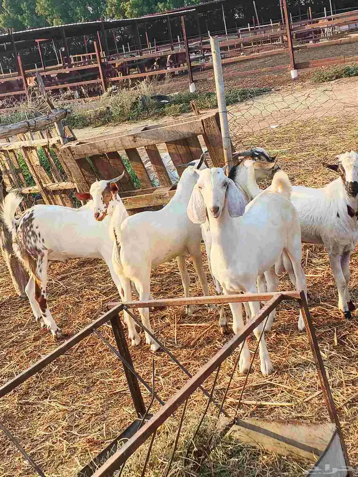 أعراض لكم تيوس بلدي رقم واحد 4