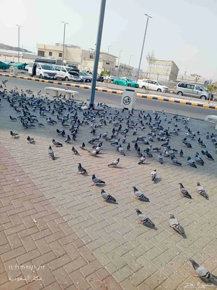 فني تركيب ملاعب بادل بالمملكة العربية السعودية 2