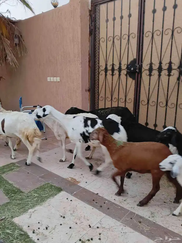 نعاج خلفات سواكنيات وحريه ورفيديه 4