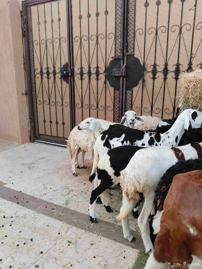 نعاج خلفات سواكنيات وحريه ورفيديه 7