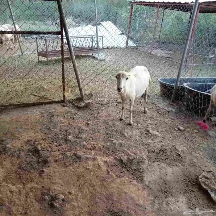 نعجه بلدي لبن للبيع 1