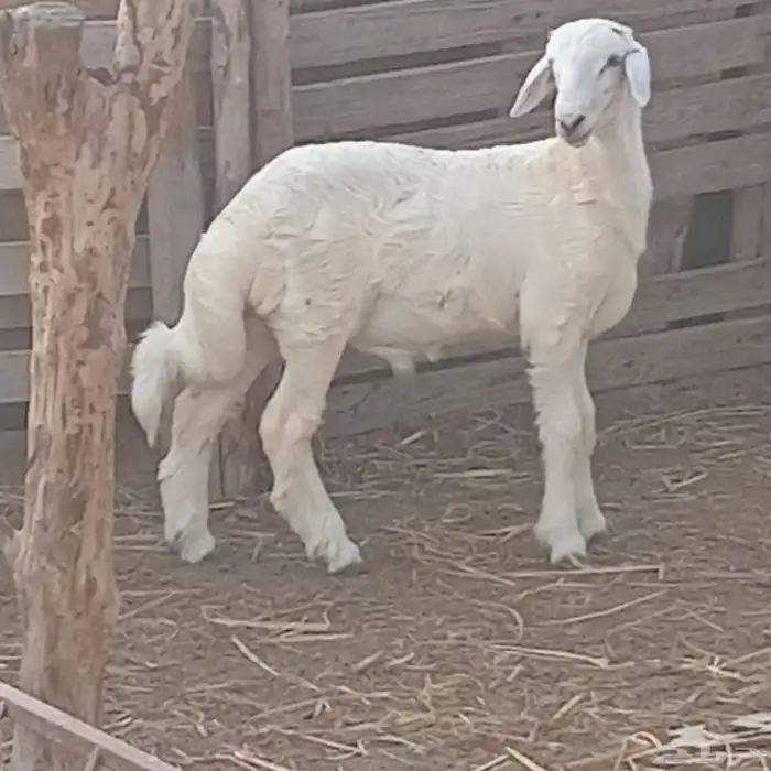 خروف حري العمر 4شهور للبيع 1