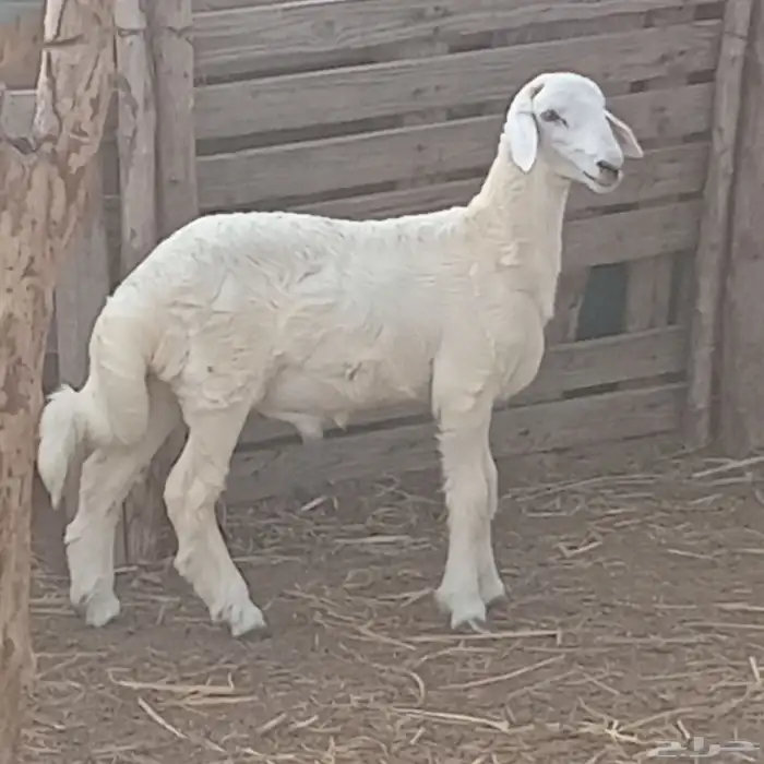 خروف حري العمر 4شهور للبيع 0