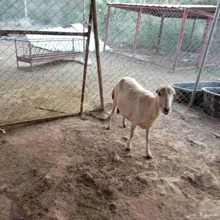 نعجه بلدي لبن للبيع 0