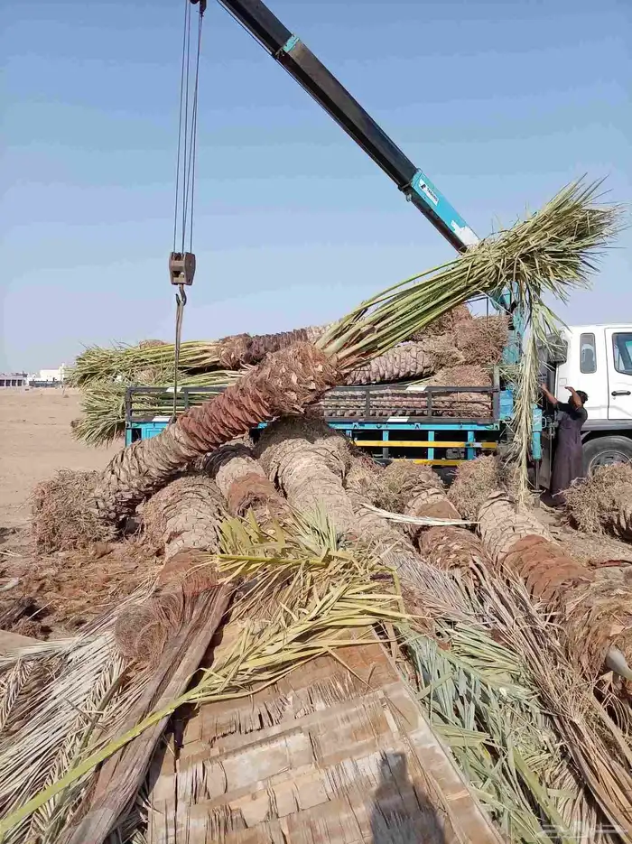 نخل للبيع جميع لانواع 16