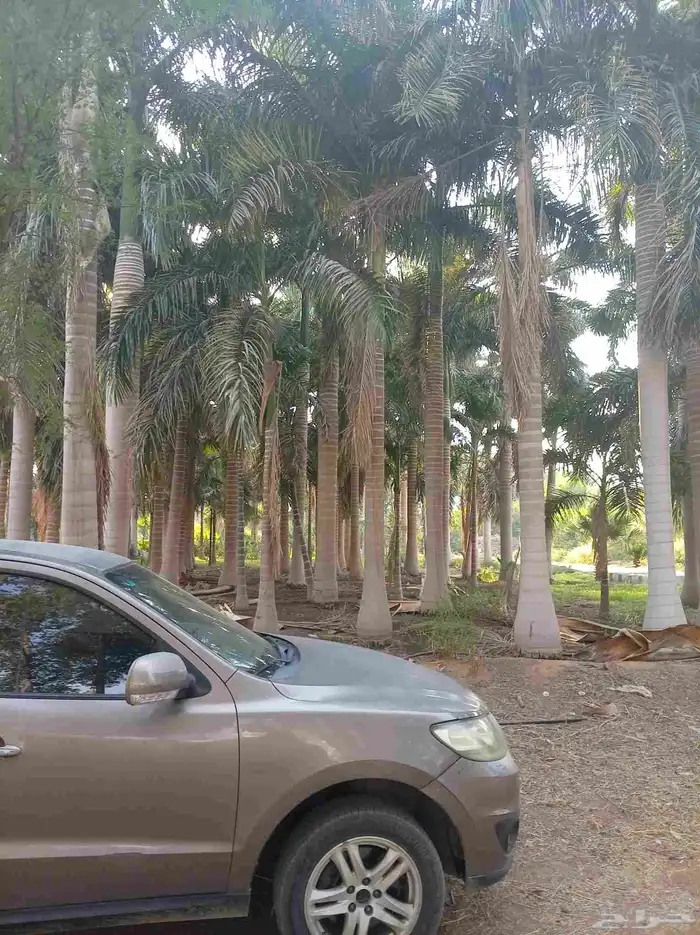 نخل للبيع جميع لانواع 14