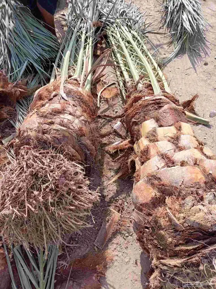 نخل للبيع جميع لانواع 11