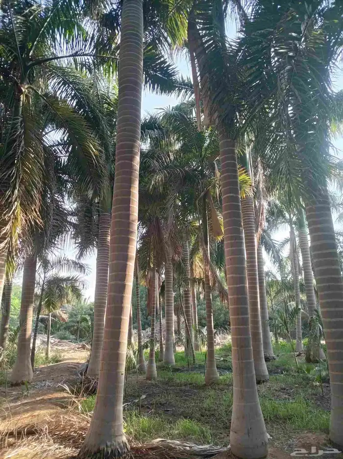 نخل للبيع جميع لانواع 13