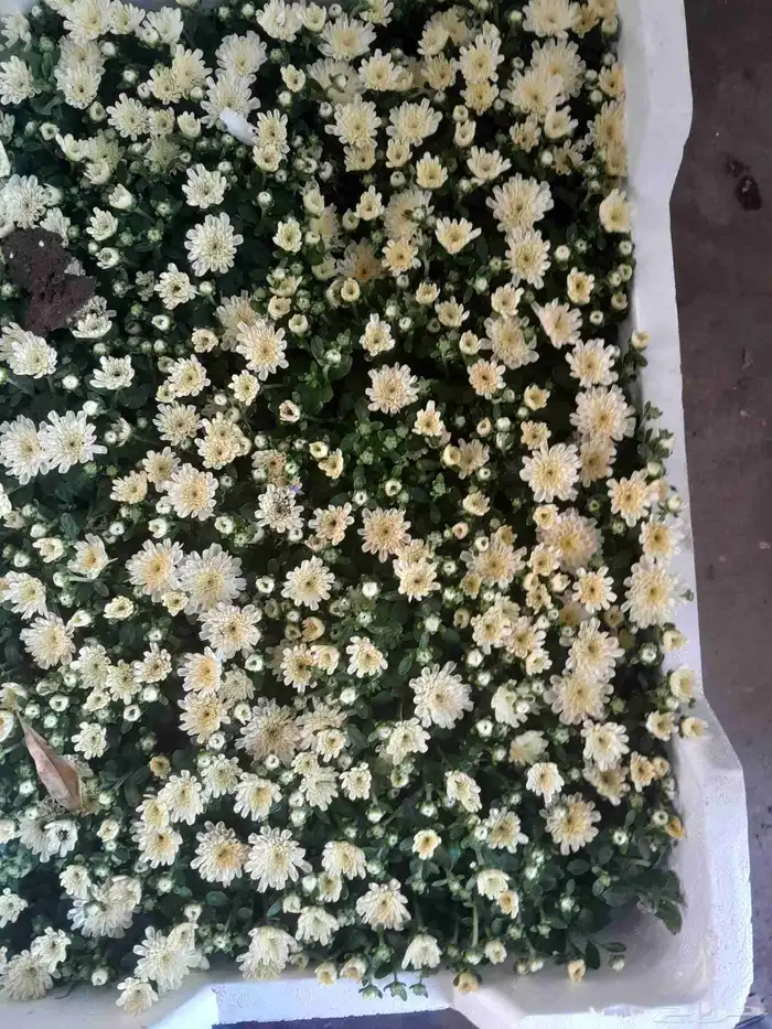 تنسيق حدائق 7