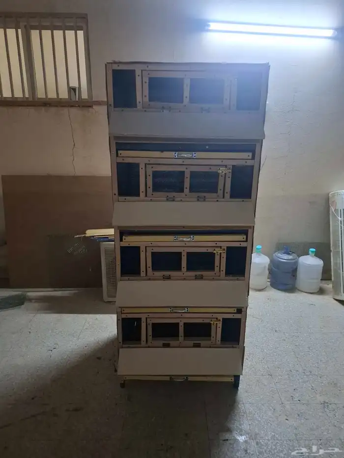 حاظنة صوص في الزلفي 4