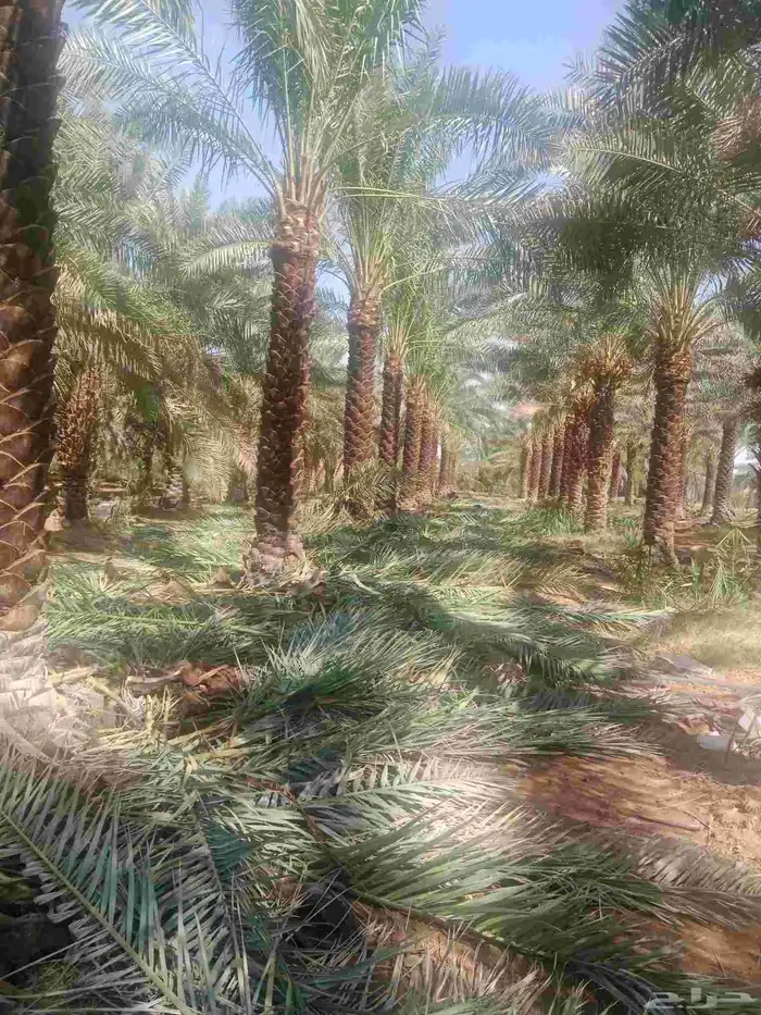 نخيل عربي ووشنطونيا جميع الاطوال متوفره 4