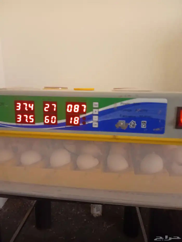 فقاسه 99 بيضه 3