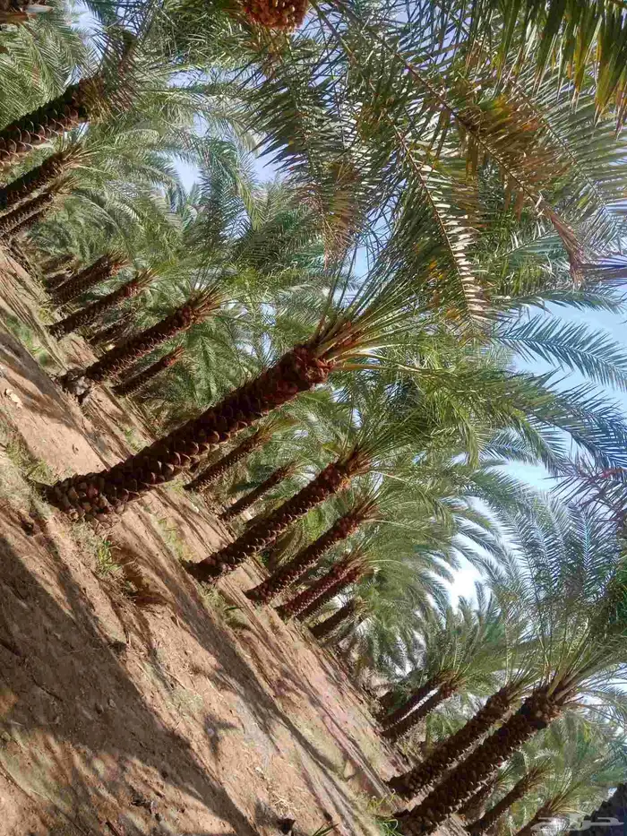 نخيل عربي ووشنطونيا جميع الاطوال متوفره 0