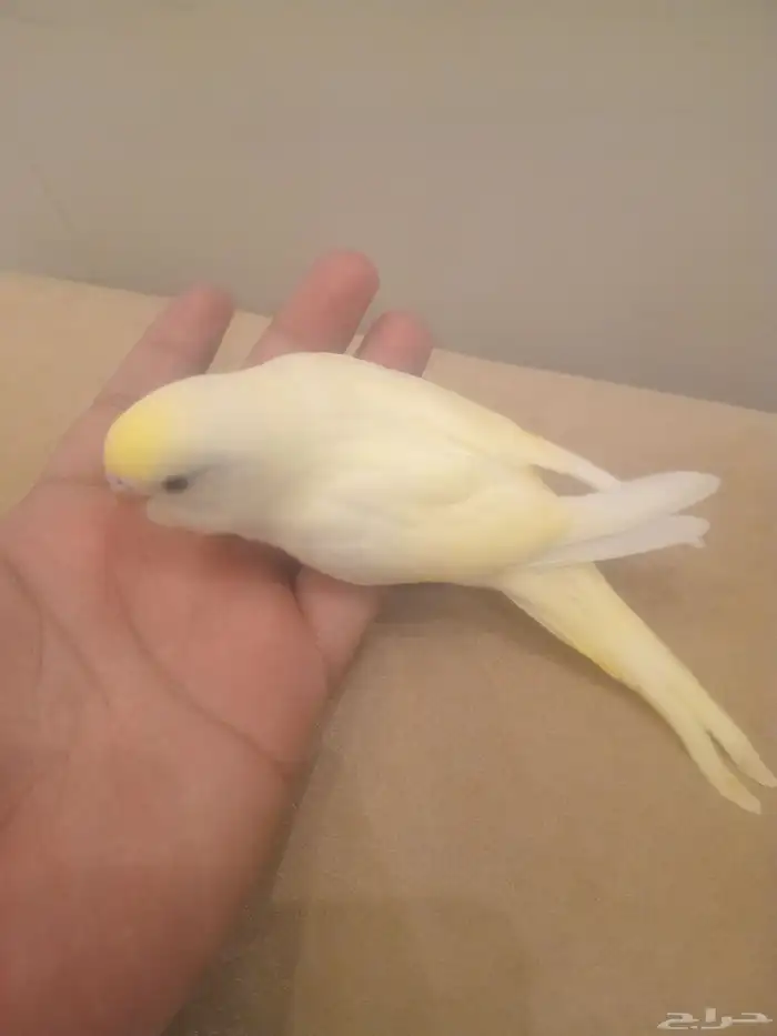 عصفور بادجي للبيع 0
