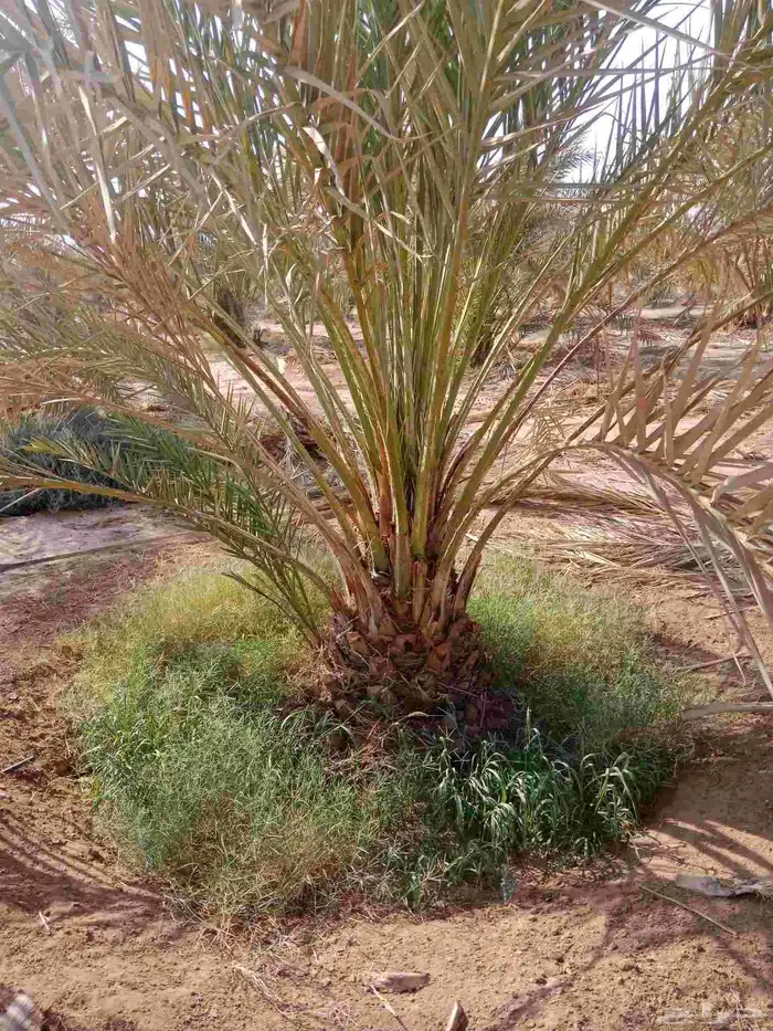 نخل صفاوي العدد800 5