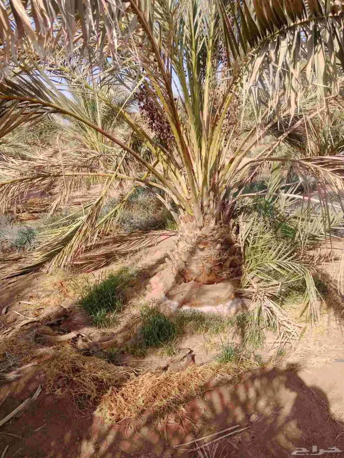 نخل صفاوي العدد800 2