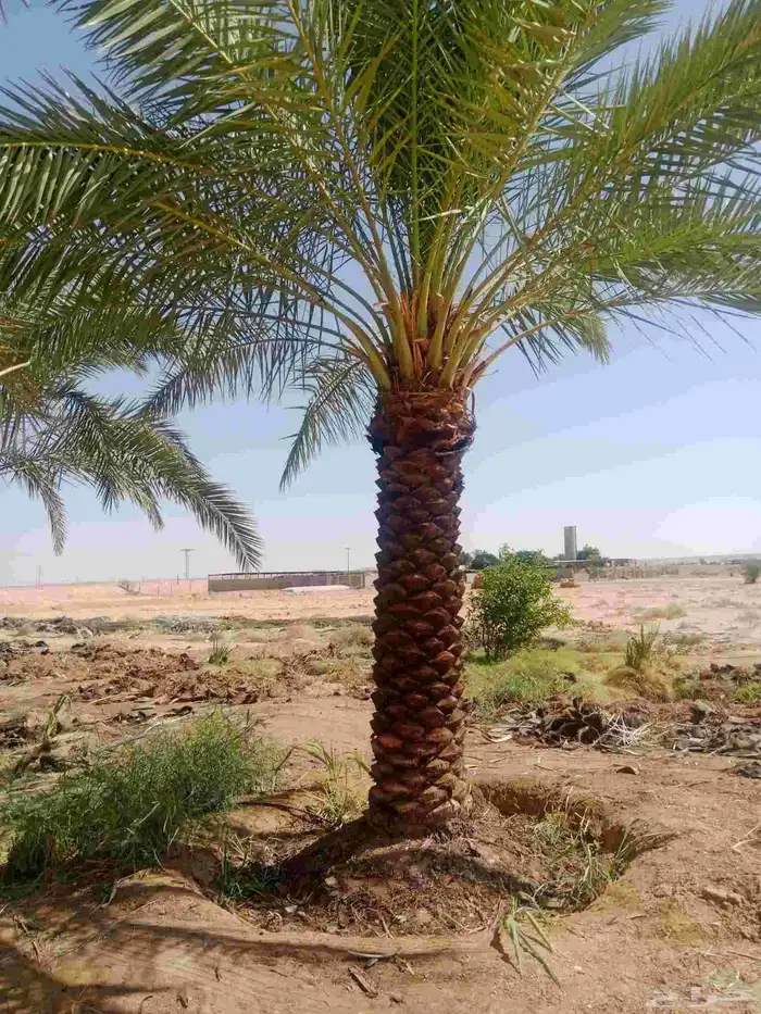 نخيل عربي ووشنطونيا جميع الاطوال متوفره 2