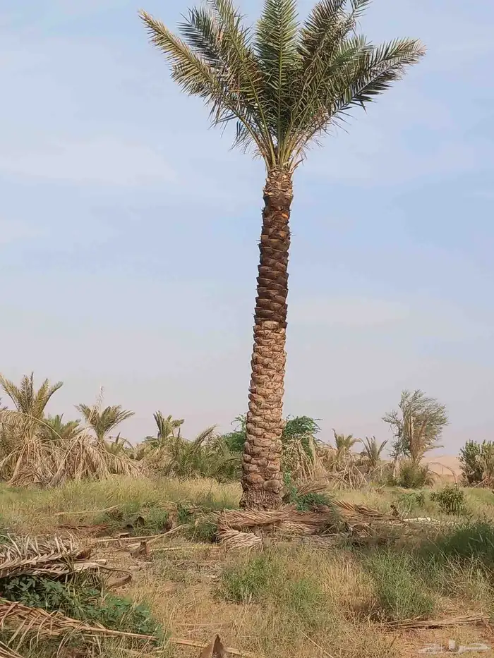 يوجد نخيل للبيع عربي واشنطن 3