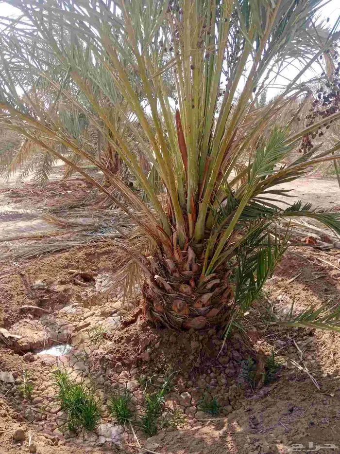 نخل صفاوي العدد800 0