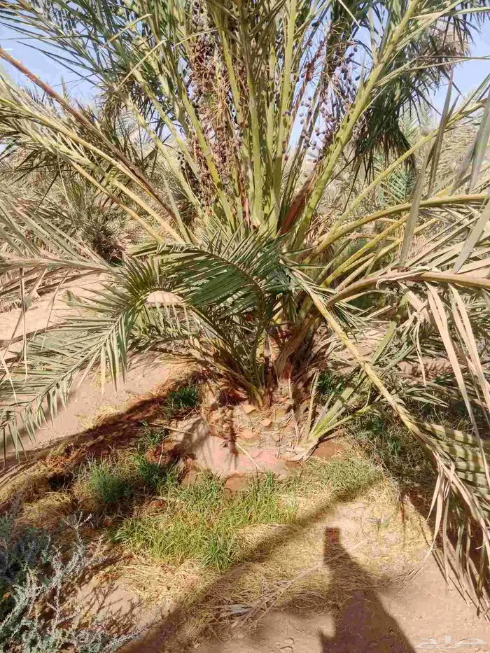 نخل صفاوي العدد800 4