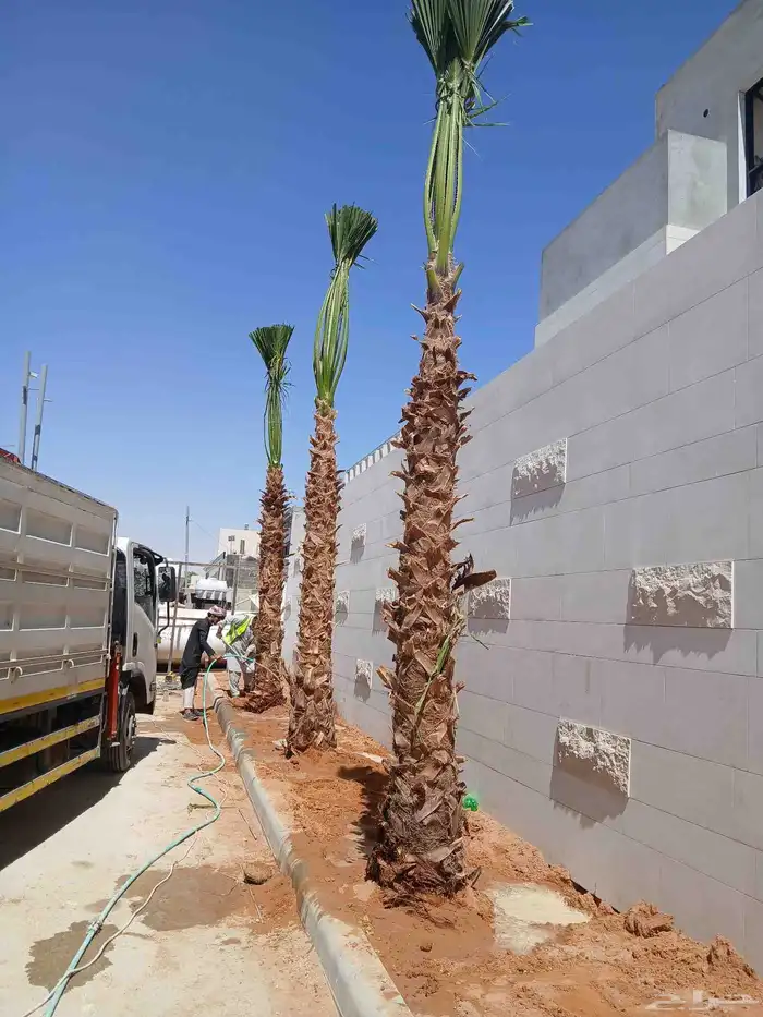 يوجد لدينا نخيل عربي ووشنطني أمريكي جميع المقسات 4