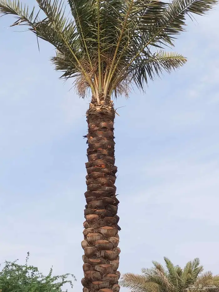 يوجد نخيل للبيع عربي واشنطن 4