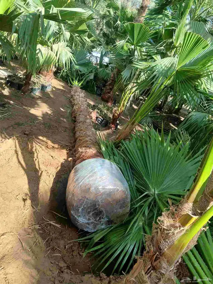 يوجد لدينا نخيل عربي ووشنطني أمريكي جميع المقسات 2