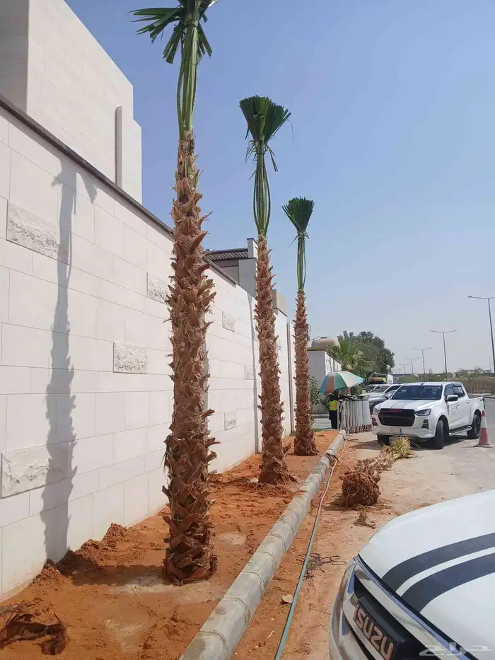 يوجد لدينا نخيل عربي ووشنطني أمريكي جميع المقسات 6