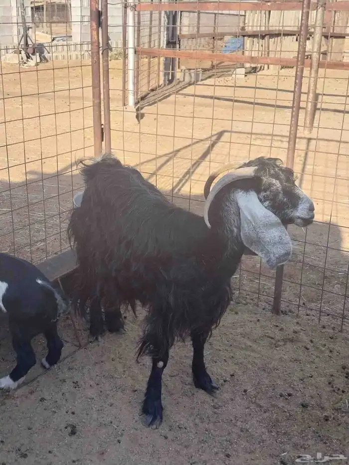 معزا عوارض خلفات متاومه 3