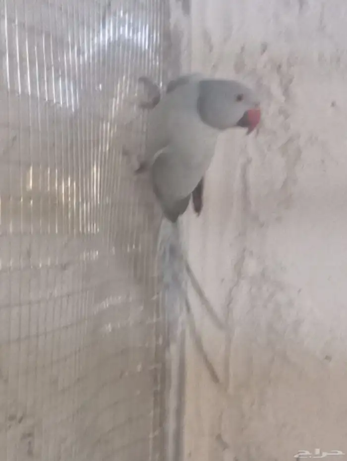 انثى دره اوبلاين 0