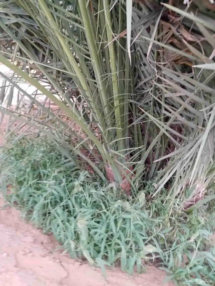 فروخ جثايث نقايل حيش فسايل للبيع 2