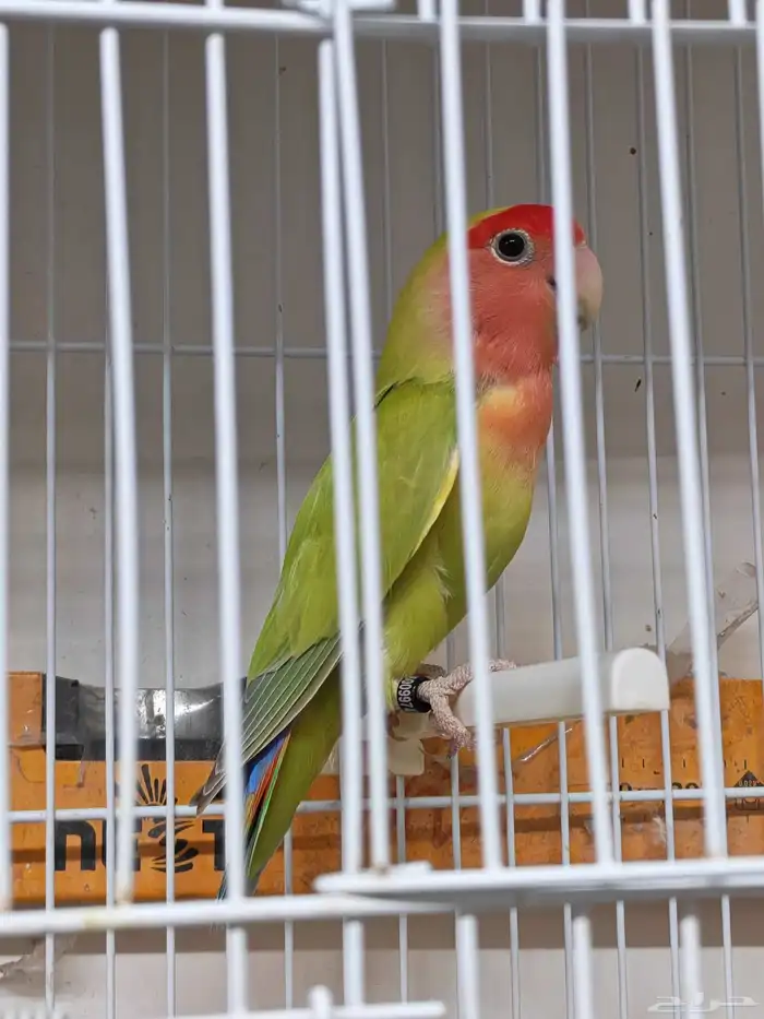 للبيع ذكر روز بلد قرين سبلت بلو 4