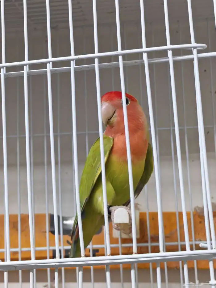 للبيع ذكر روز بلد قرين سبلت بلو 2