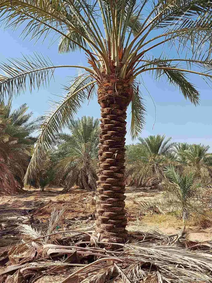 نخل للبيع بسعار مناسبة مقاسات مختلفه 6