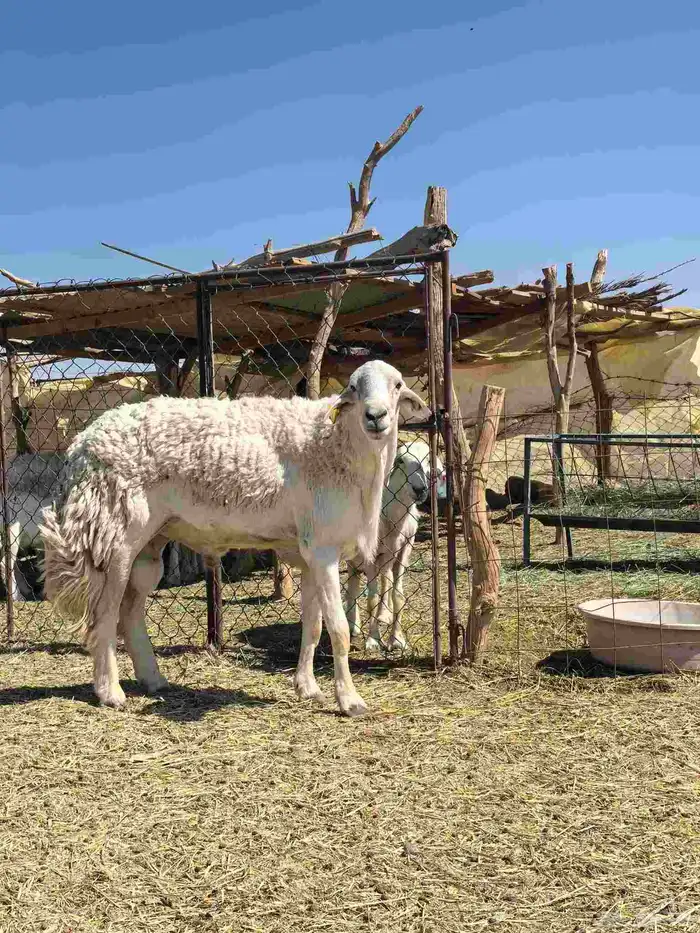 فحل حري رباع صنف 2