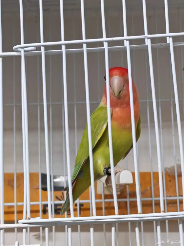 للبيع ذكر روز بلد قرين سبلت بلو 3