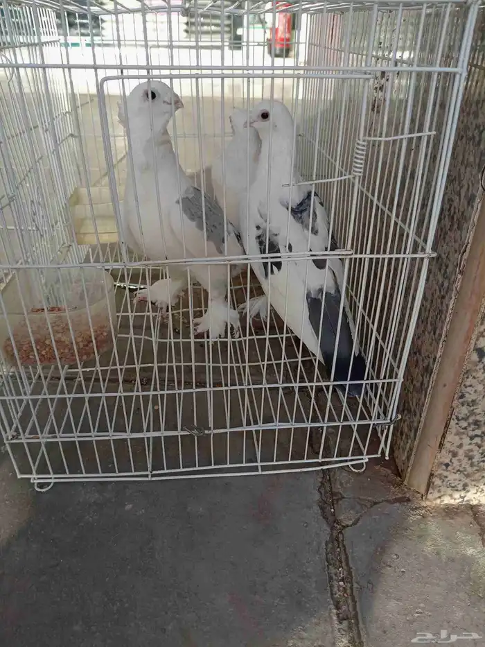 حمام صنعاوي للبيع الأعال سومه 2