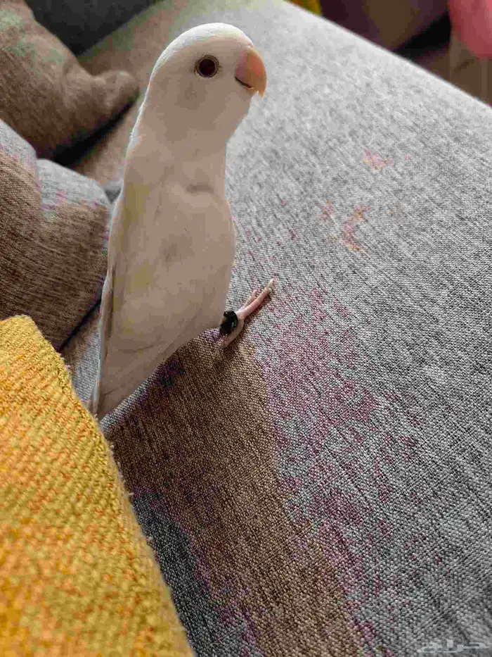 روز البينو 0