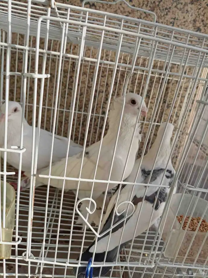 حمام صنعاوي للبيع الأعال سومه 1
