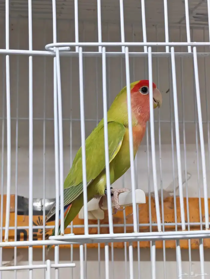 للبيع ذكر روز بلد قرين سبلت بلو 0