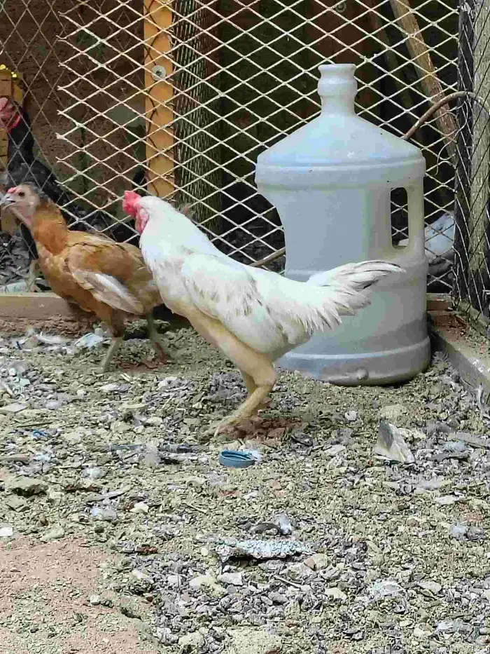 للبيع ديكو دجاجه قزم 0