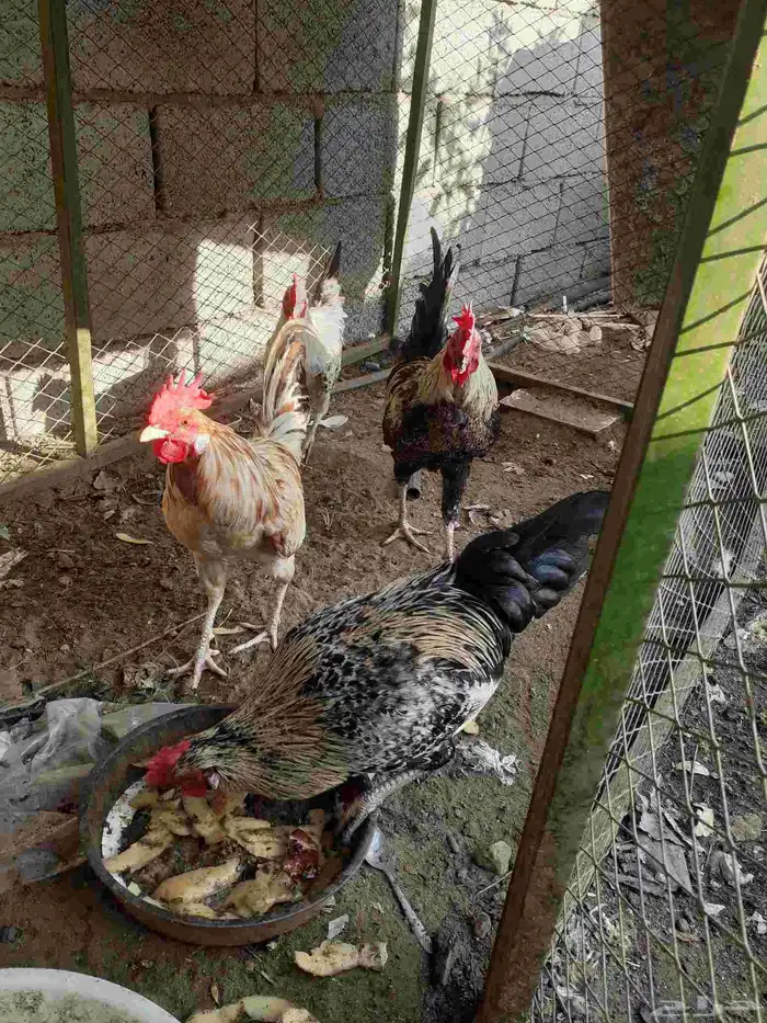 للبيع اربعه ديكه بلدي او استبدال بدجاج بلدي 1