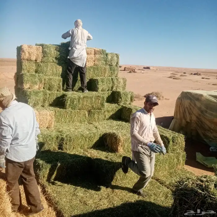 برسيم صافي شد شركة 7