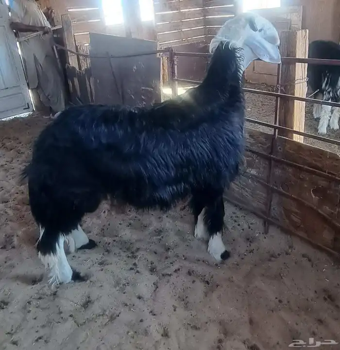 مشروع فحل نجدي 2