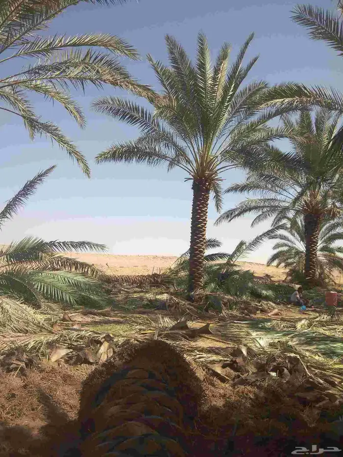 نخيل واشجار وزيتوان 0