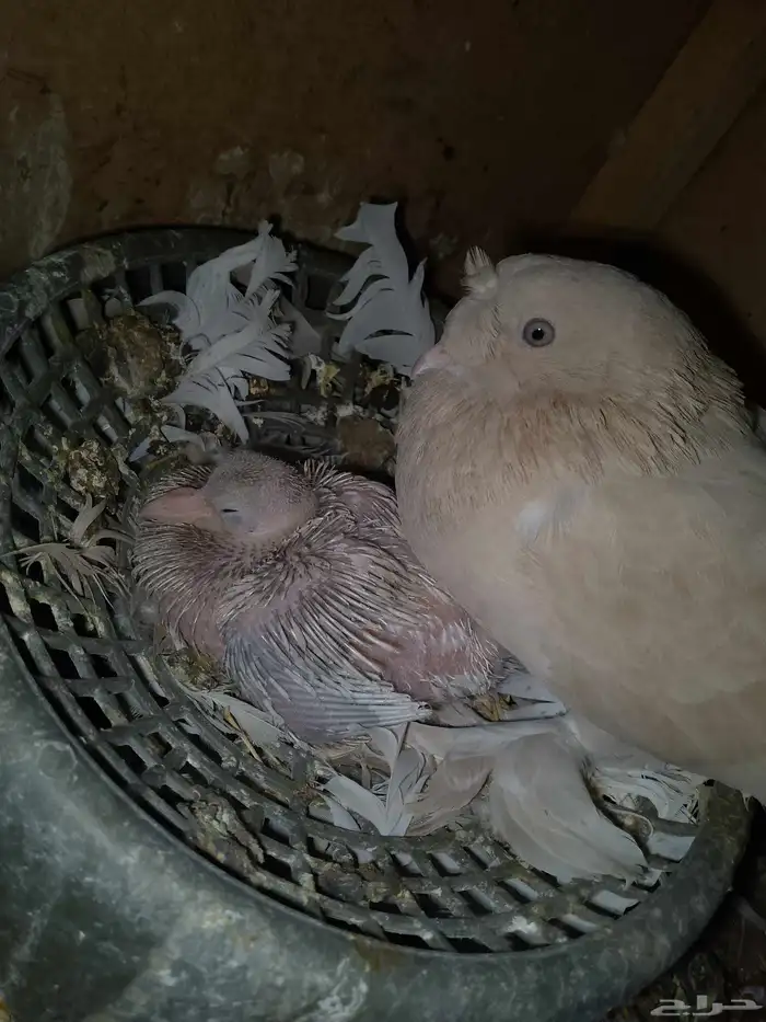 حمام تركي بفرخه 1