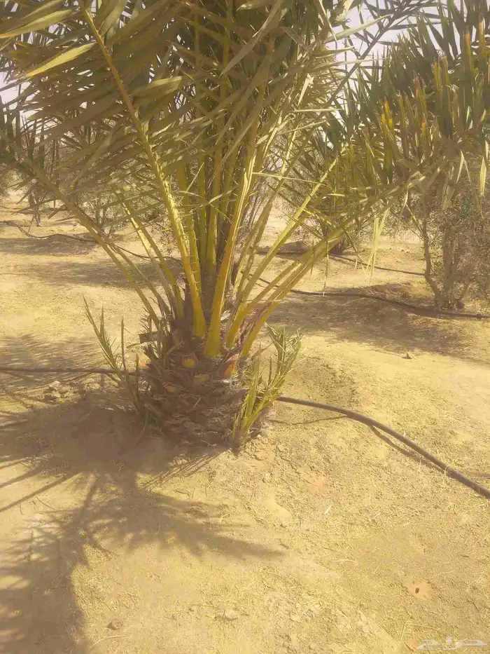 نخيل واشجار وزيتوان 4